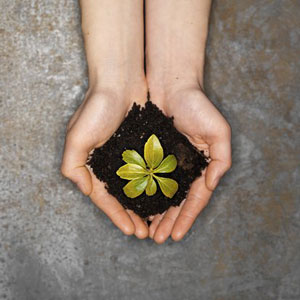 seeds germinate sanmi abiodun