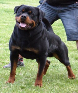 rottweiler muscles